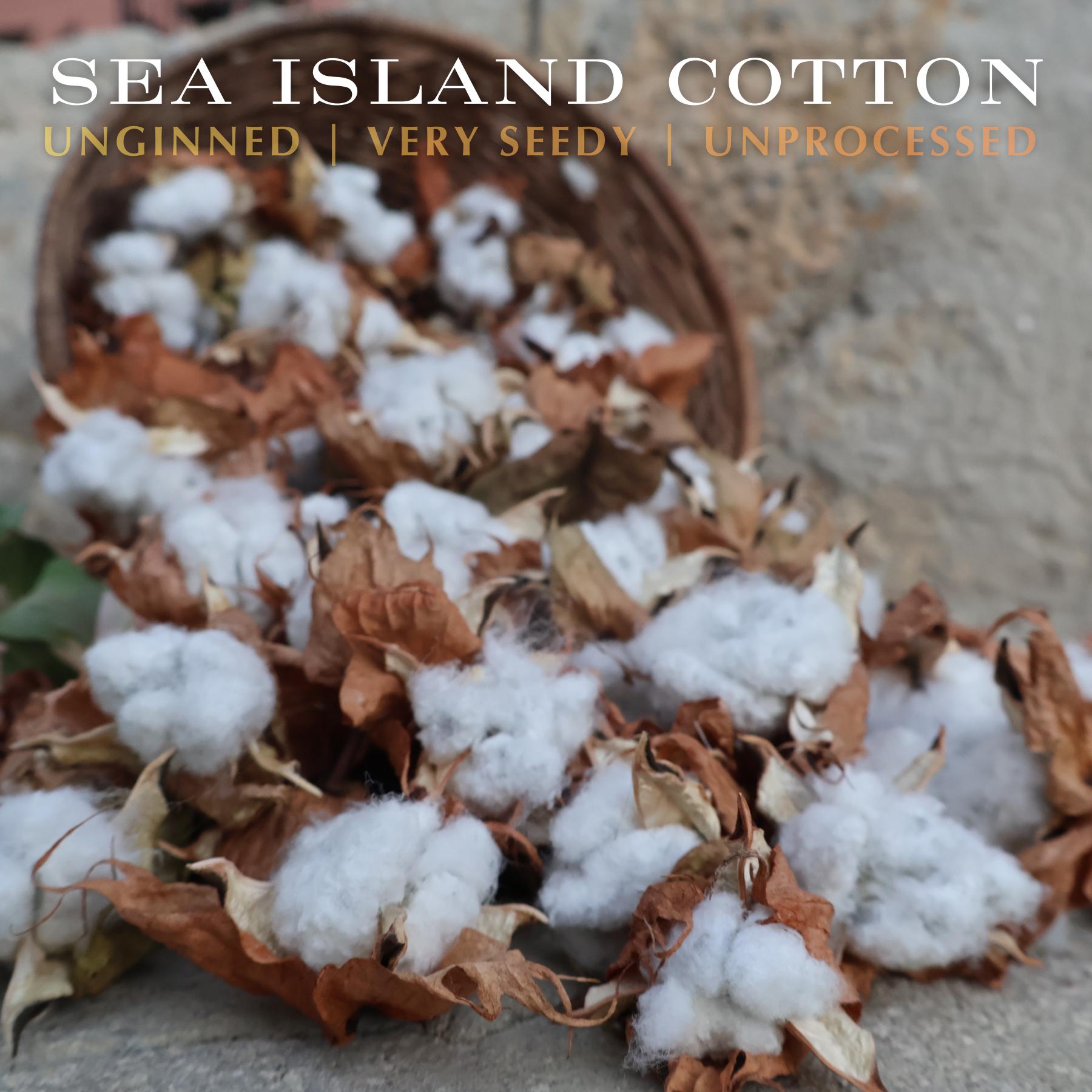 Sea Island Cotton - STXGifts